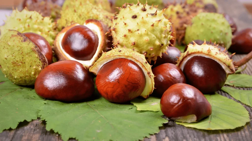 Châtaignes, fruits à coque, automne, amidon, fibres, minéraux, antioxydants, goûter