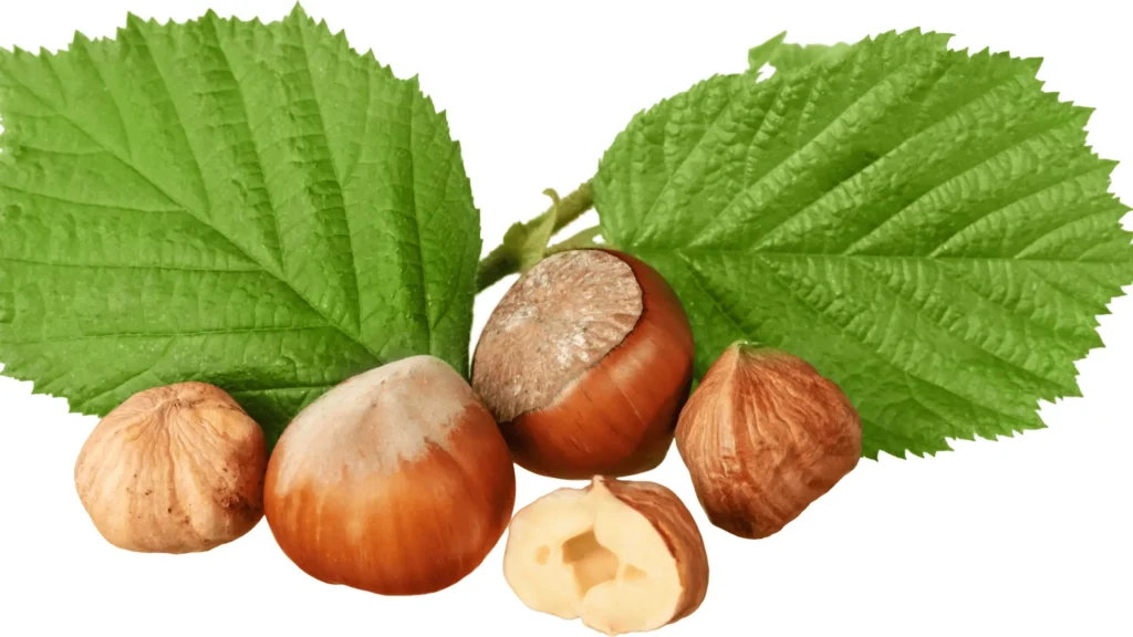 Noisettes, fruits à coque, vitamines, minéraux, fibres, antioxydants, en-cas sain