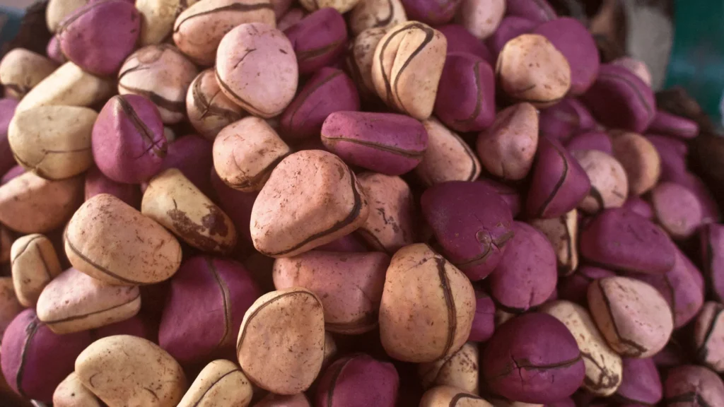 Gros plan sur des graines du kolatier dans des tons beige, rose et pourpre, empilées en masse, mettant en valeur leur texture lisse et leurs formes variées.