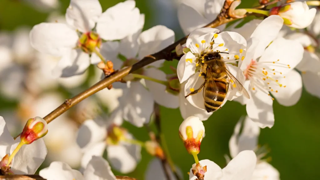 Pollinisation amandes et noix: une abeille assurant la pollinisation d'amandier