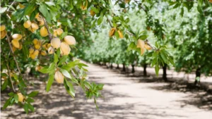 Amandier : Arbre emblématique des régions méditerranéennes