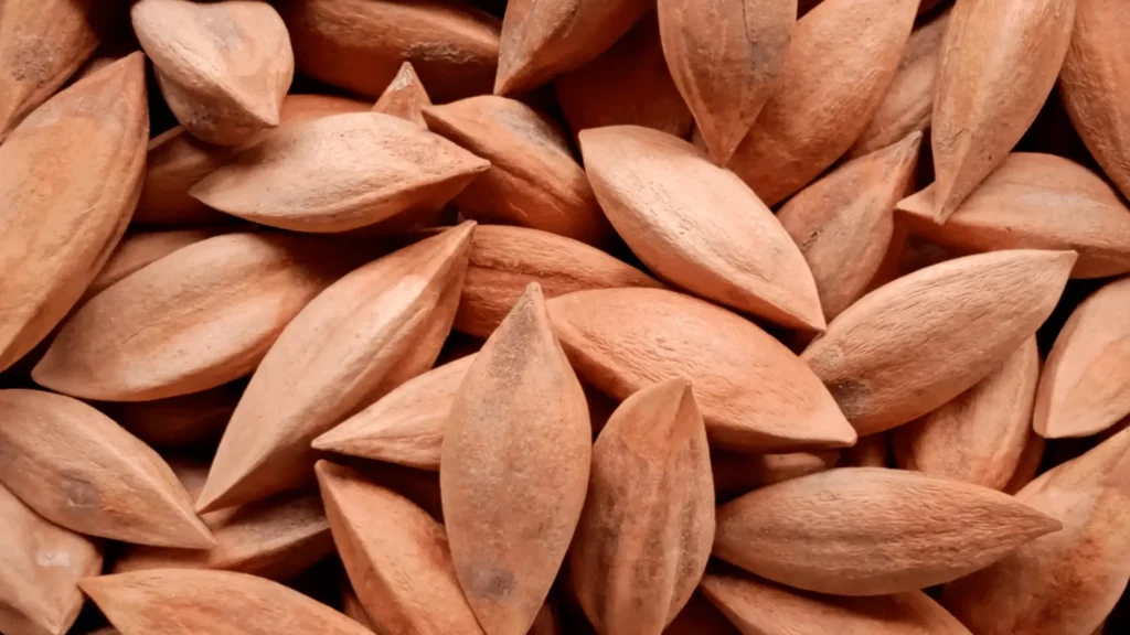 Gros plan sur des pili, brunes et allongées, empilées en masse, montrant leur texture lisse et leur forme caractéristique.