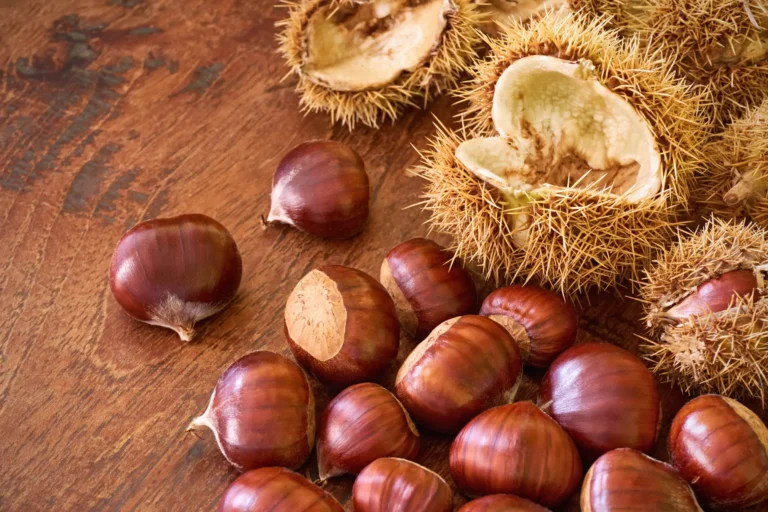 Gros plan d'un groupe de châtaignes brunes et brillantes ou castanea sativa et de cosses vertes dans une lumière douce sur une table en bois brune