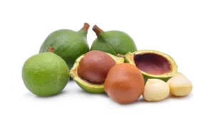 La noix de macadamia : un trésor australien pour la cuisine