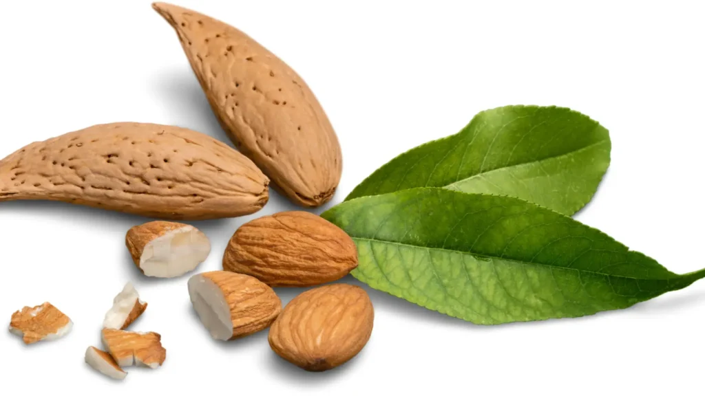 Amandes entières et cassées avec des feuilles.