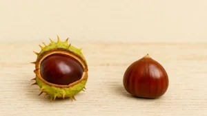 Marron ou châtaigne : lequel est comestible ?